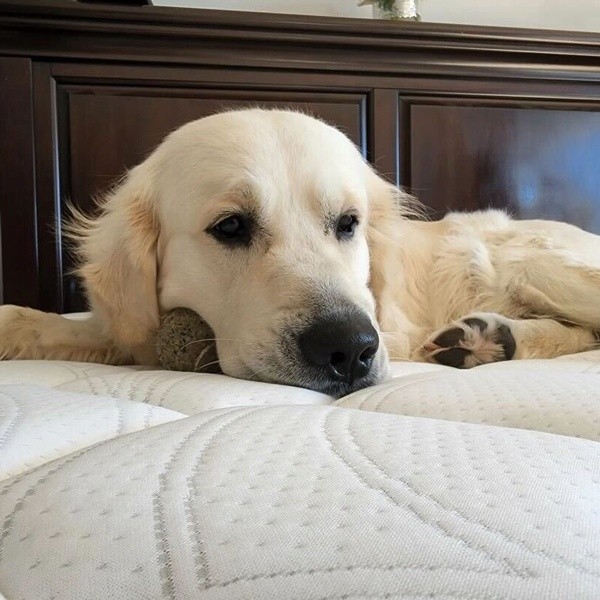 A dog on a Sealy mattress
