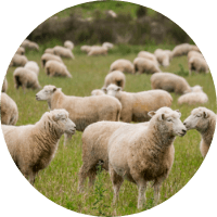 Naturals_Materials_Wool_200 (1)